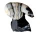 Zebra Onyx polar bear on a black obsidian rock.